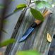 Нож Opinel №8 VRI Black Oak Edition